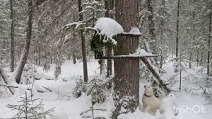 По капканам...