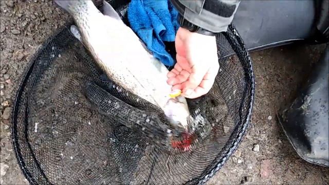 Ловля форели на бомбарду, Клёвое место Лосиный остров, Верхний пруд смотреть онлайн