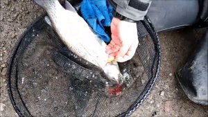 Ловля форели на бомбарду, Клёвое место Лосиный остров, Верхний пруд