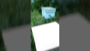 Лучший способ вывода пчёл из роевого состояния. Пчеловодство для начинающих