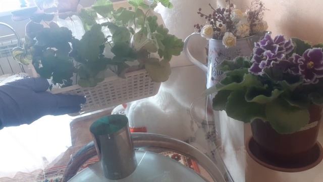 РАСПАКОВКА ПОСЫЛКИ С ГЕЙХЕРАМИ. Посадка и уход. смотреть онлайн