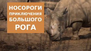Носороги или как живет носорог