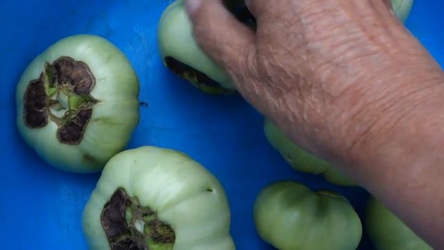 323. СПАСАЕМ УРОЖАЙ ТОМАТЫ ЧТО ДЕЛАТЬ, ЕСЛИ И У ВАС смотреть онлайн