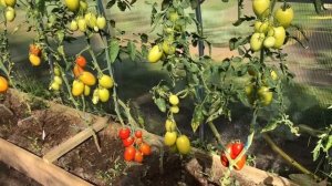 ? Обзор на помидоры ? " Русская империя " F1 от Седек