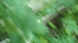 Ангурия. Сирийский огурец. Агротехника выращивания