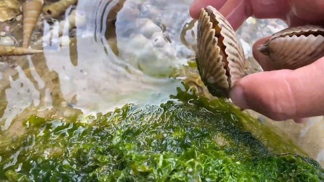 Encounter a clam flood, find a secret nest, and harvest a bucket full смотреть онлайн