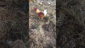 Почву готовлю с осени практически всю зиму под посадки