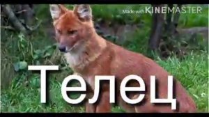 Какое ты животное по знаку задиака?