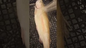 Как быстро почистить форель дома (эпизод 2)