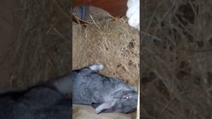 Самка гадит в маточник что делать?//кролики!!