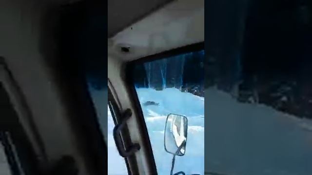 Погоня за кабаном по дороге! смотреть онлайн