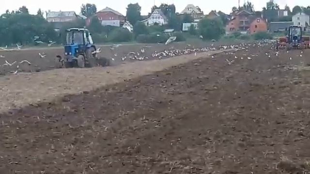 Одновременное боронование и посев с помощью тракторов МТЗ смотреть онлайн