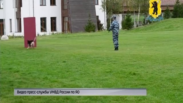 Служебная собака из Ярославля по кличке Ария - одна из лучших в стране смотреть онлайн