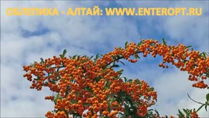 ᐉ 2018 КУПИТЬ ОБЛЕПИХУ ОПТОМ ЦЕНА? Продам Сок Масло Облепихи Стоимость Ягоды Алтай ☎ +7923538777О