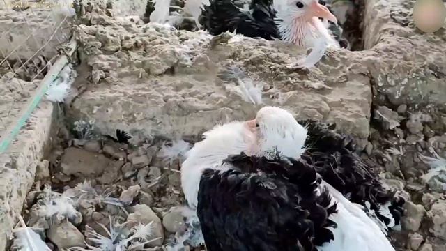 МОДНЫЕ ГОЛУБИ || FASHIONABLE PIGEONS || WORLD OF PIGEONS смотреть онлайн