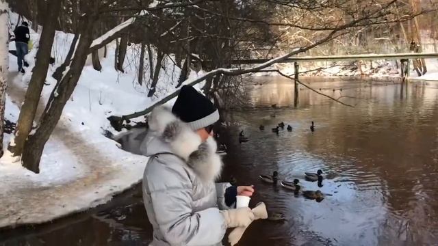 Не кормите хлебом уток Водоплавающие ПТИЦЫ смотреть онлайн