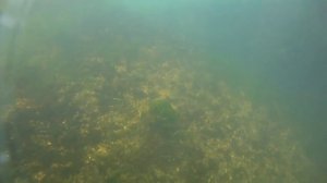 Рифы рыбы закидуха на живца медузы полипы Море 14.08.15