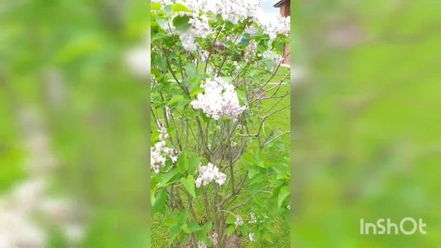 Ландшафтный дизайн "под ключ". Озеленение участка. смотреть онлайн