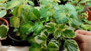 Пополняю свою коллекцию вариегатных растений. Вариегатные гортензии! 👍🌱