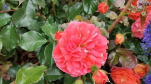 Роза Гебрюдер Гримм в Подмосковье