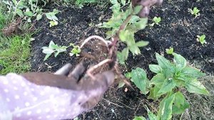 3 способа размножения МЯТЫ / Типы размножения растений