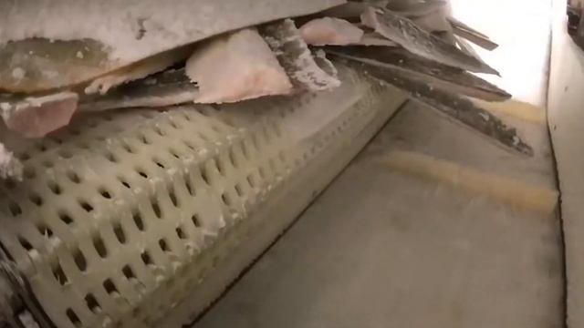 ВЫЛОВ РЫБЫ В ПРОМЫШЛЕННЫХ МАСШТАБАХ