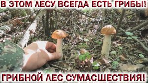 ?ГРИБНОЕ СУМАСШЕСТВИЕ!?В этом ЛЕСУ ВСЕГДА есть ГРИБЫ?ПОДОСИНОВИКИ и БЕЛЫЕ! Грибы 19 июля 2023