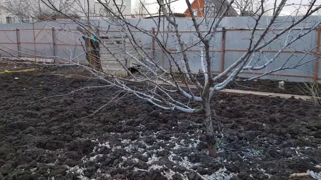 Ранневесенняя обработка сада. Препараты обработки. Бордосская смесь. смотреть онлайн