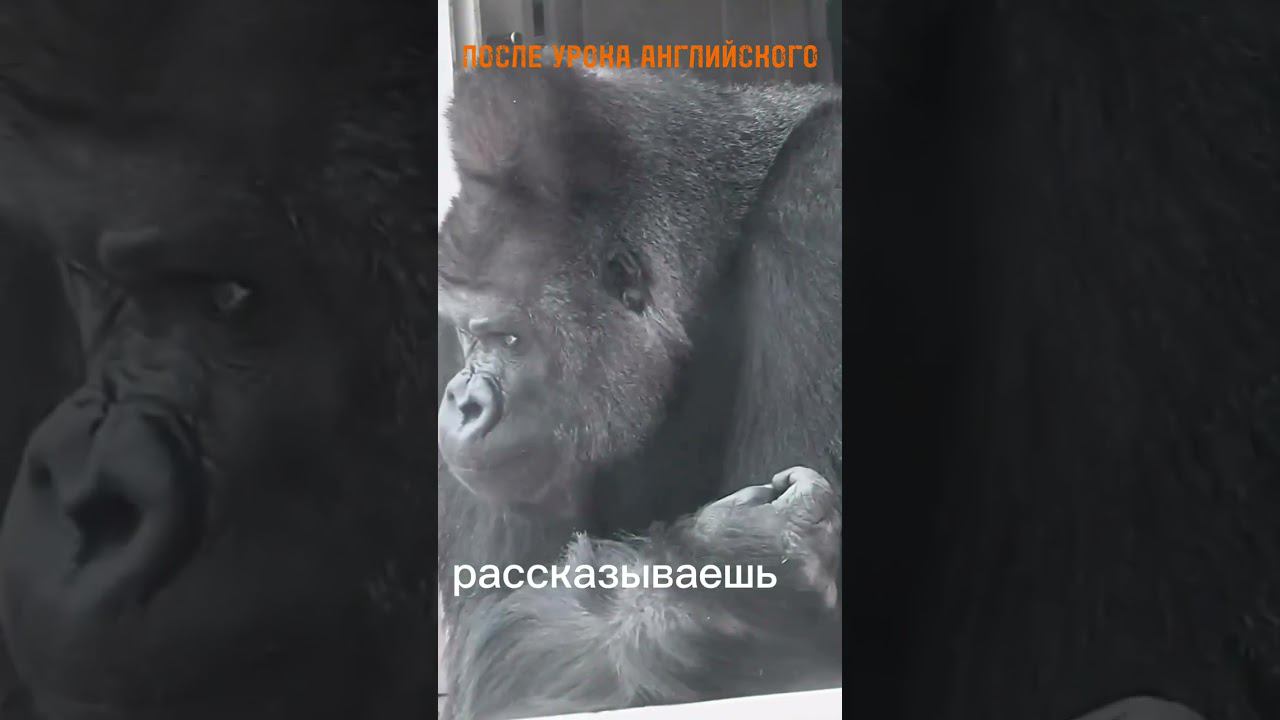 После урока английского #Мяснов #АлександрМяснов #английскийязык #учеба смотреть онлайн