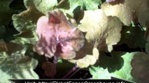 How to Grow Heuchera Coral Bells  and Heucherella Plants  In the Garden