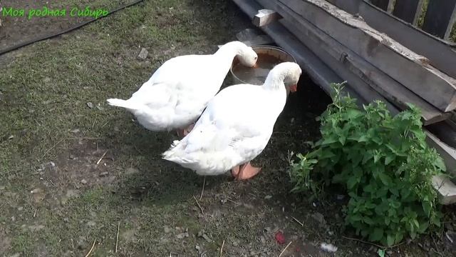 Каждый гусь и гусенок ждет своей очереди в пруд. Матильда красивая, как на картинке сидит! смотреть онлайн