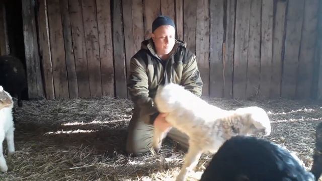 СКРЕСТИЛИ ГИССАРА И КАЛМЫЦКУЮ ПОРОДЫ ЧТО ПОЛУЧИЛОСЬ!