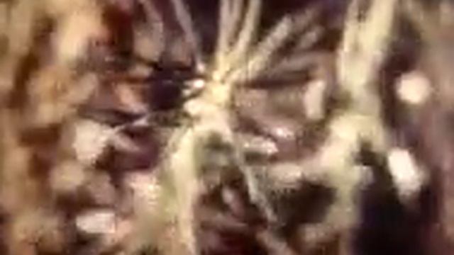 Зелёный мох- кукушкин лён смотреть онлайн