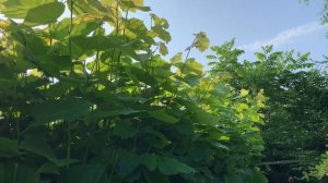 Живая изгородь из липы. Летняя стрижка. 02.07.23