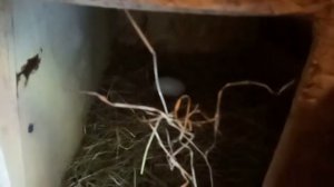 Как отучить кур нестись в одно гнездо