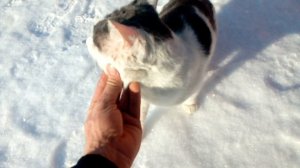 Деревенский кот Васька