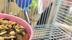 ЖЗМ Жизнь замечательных мышей. Реалити Шоу. Кудрявые мыши