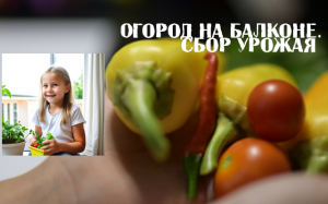 Огород на балконе. Сбор урожая.