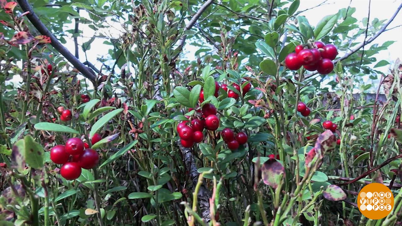 Где искать бруснику? Доброе утро. Фрагмент выпуска от 04.09.2023