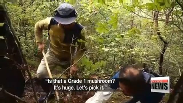 Gifts of Autumn 'Pine Mushrooms' смотреть онлайн