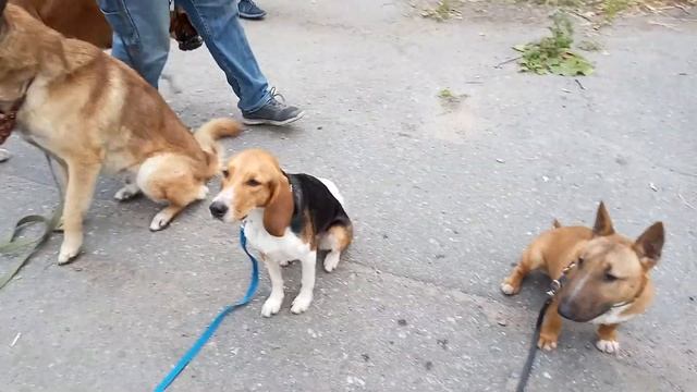 Дрессировка щенка бультерьера в группе. 4. Минибуль Данчик 8 месяцев. смотреть онлайн