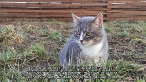 Чем кормить стерилизованную кошку?
