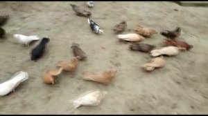 Куница убийца голубей. с Касумкент Шамсудин.2019г