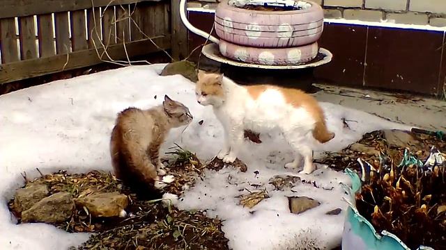 Тупые коты смотреть онлайн