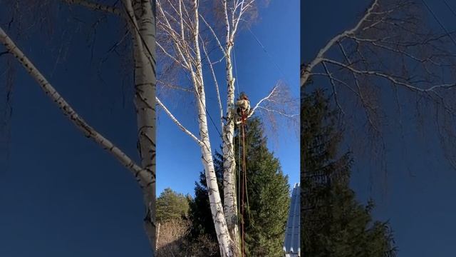 Спил большой раздвоенной березы на садовом участке. Часть 2. Медный, Екатеринбург.