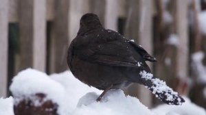 8 декабря "КЛИМ ХОЛОДНЫЙ". Приметы, традиции, главные ЗАПРЕТЫ этого дня