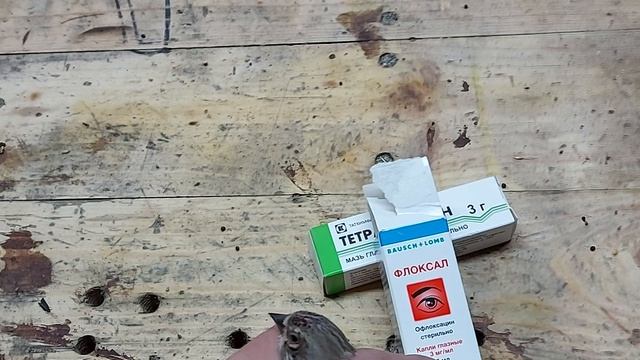 лечение конъюнктивита у птиц