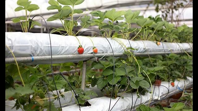 Выбор сорта клубники. Весна 2019 год. Часть 1 смотреть онлайн