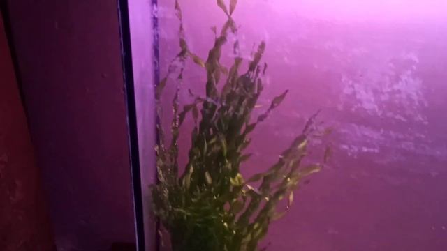 Цихлазома Розовый Фламинго малек смотреть онлайн