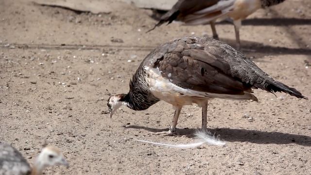 10 apuntes sobre los pavos reales ? смотреть онлайн